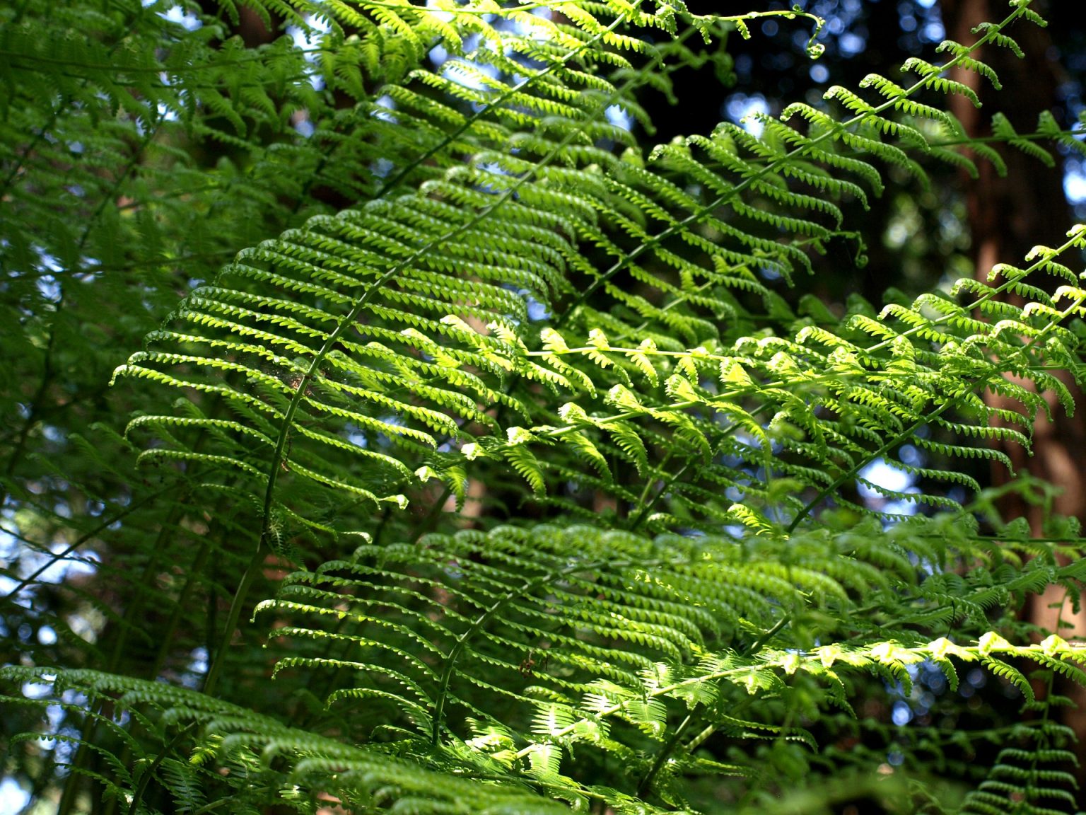 The 5 Best Fertilizers for Ferns (That WORK) — 2020