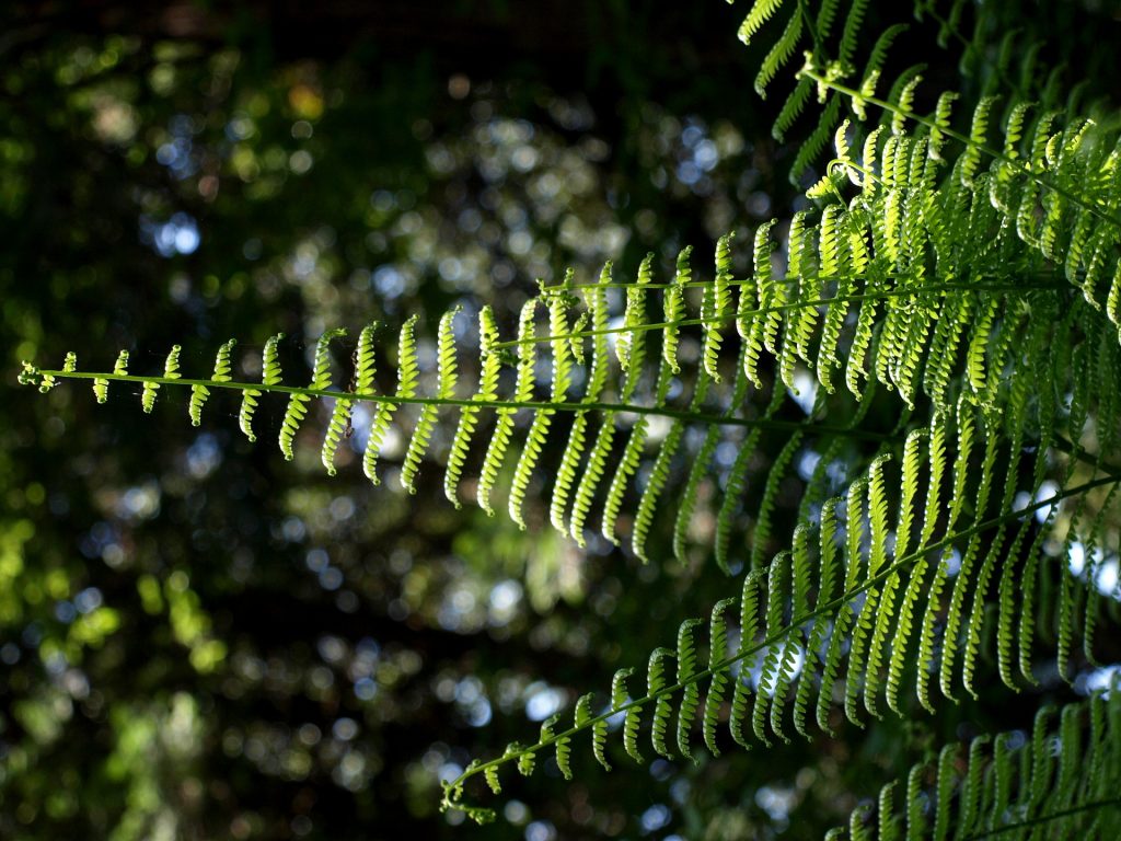 The 5 Best Fertilizers for Ferns (That WORK) — 2020