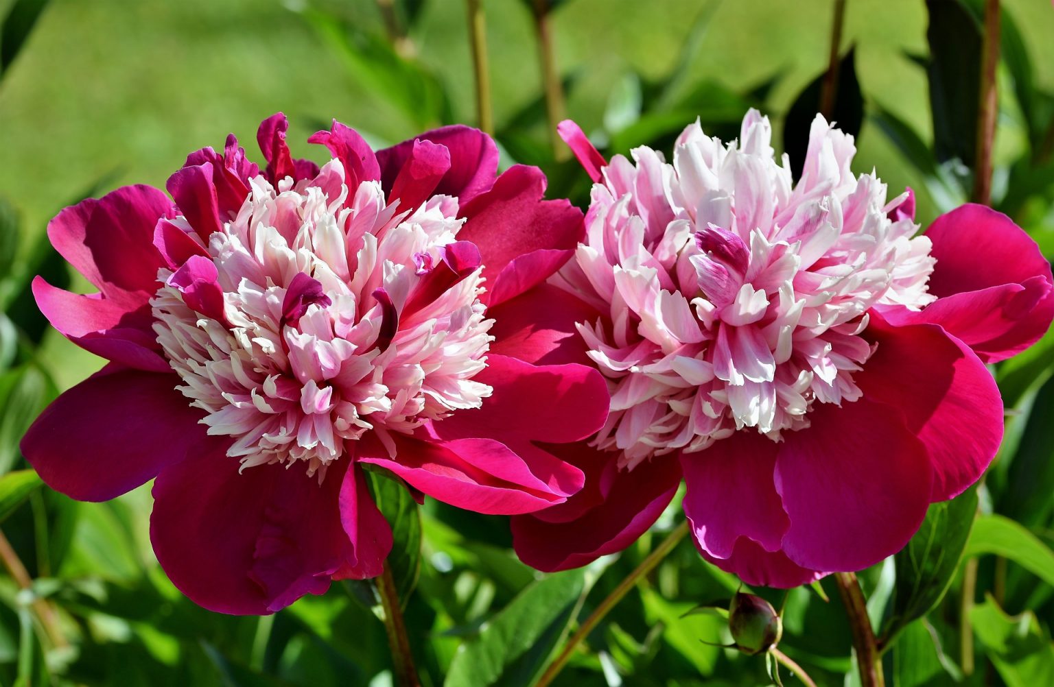 the-6-best-fertilizers-for-peonies-that-work-2020