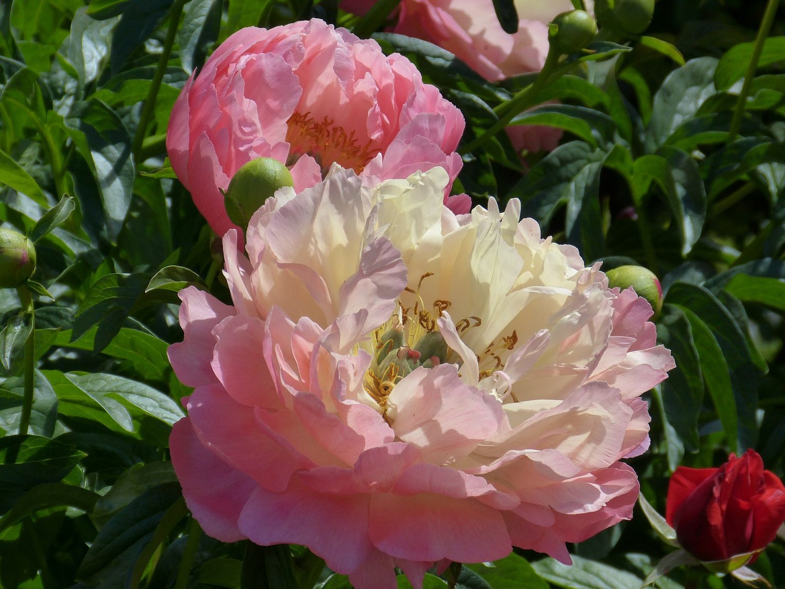 the-6-best-fertilizers-for-peonies-that-work-2020