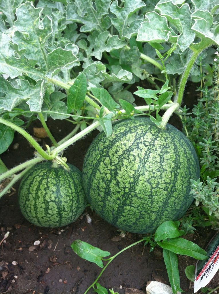 The 5 Best Fertilizers for Watermelon (That WORK) — 2020
