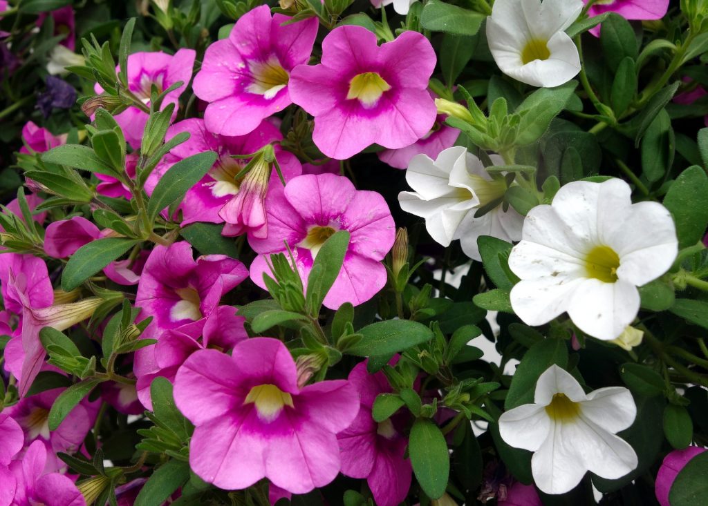 The 5 Best Fertilizers for Petunias (That WORK) — 2020
