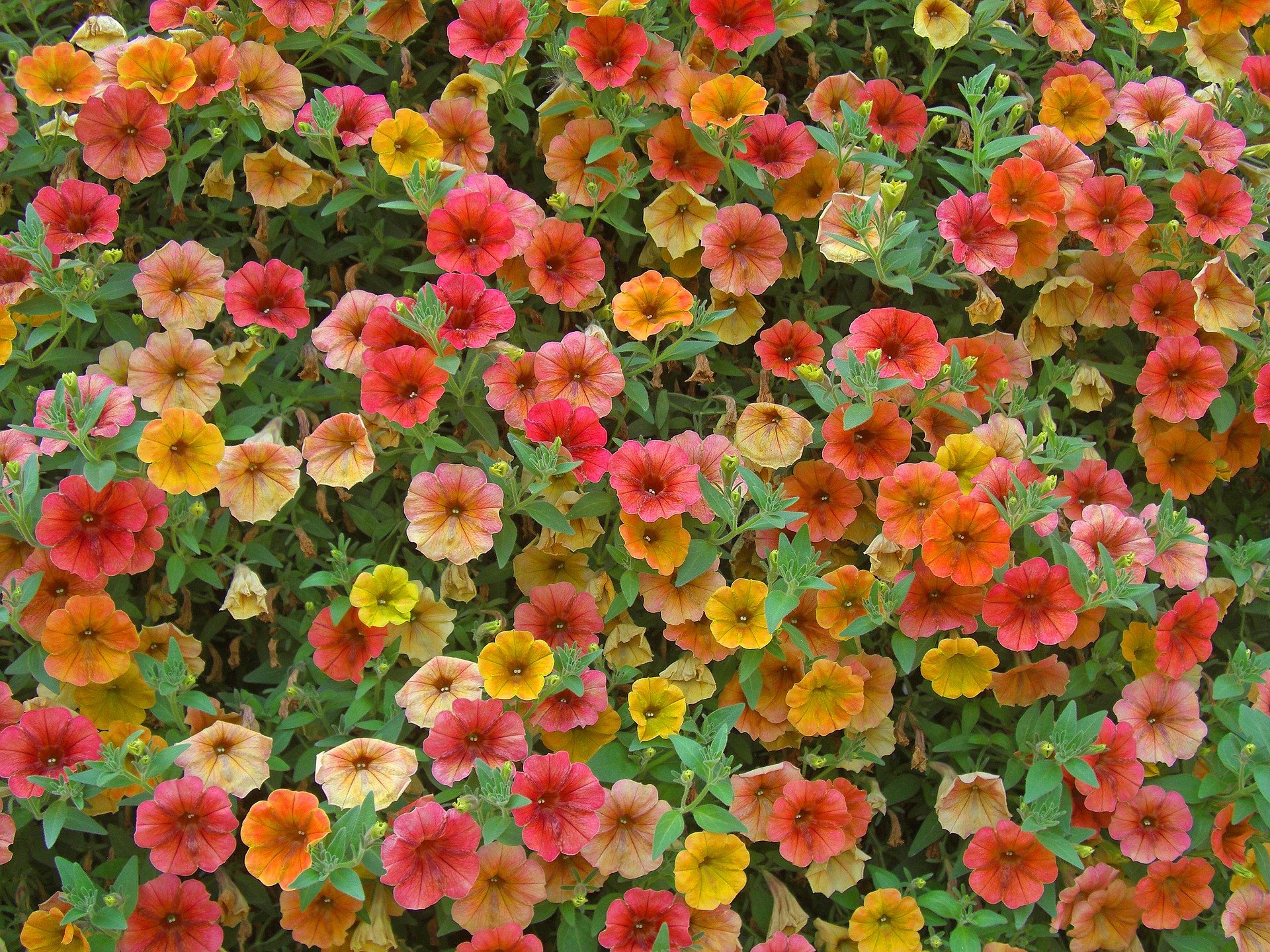 The 5 Best Fertilizers for Petunias (That WORK) — 2020