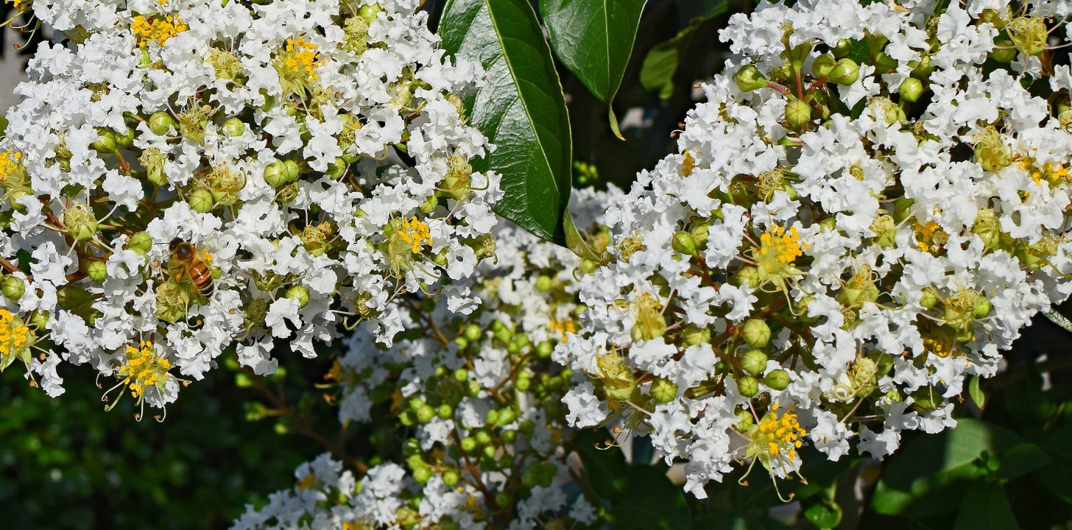 The 5 Best Fertilizers for Crepe Myrtle (That WORK) — 2020