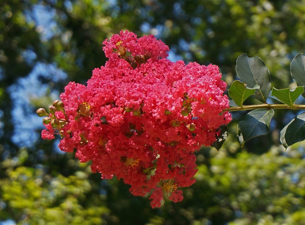 The 5 Best Fertilizers for Crepe Myrtle (That WORK) — 2020