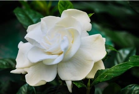 Gardenia Fertilizers Nutrients NPK
