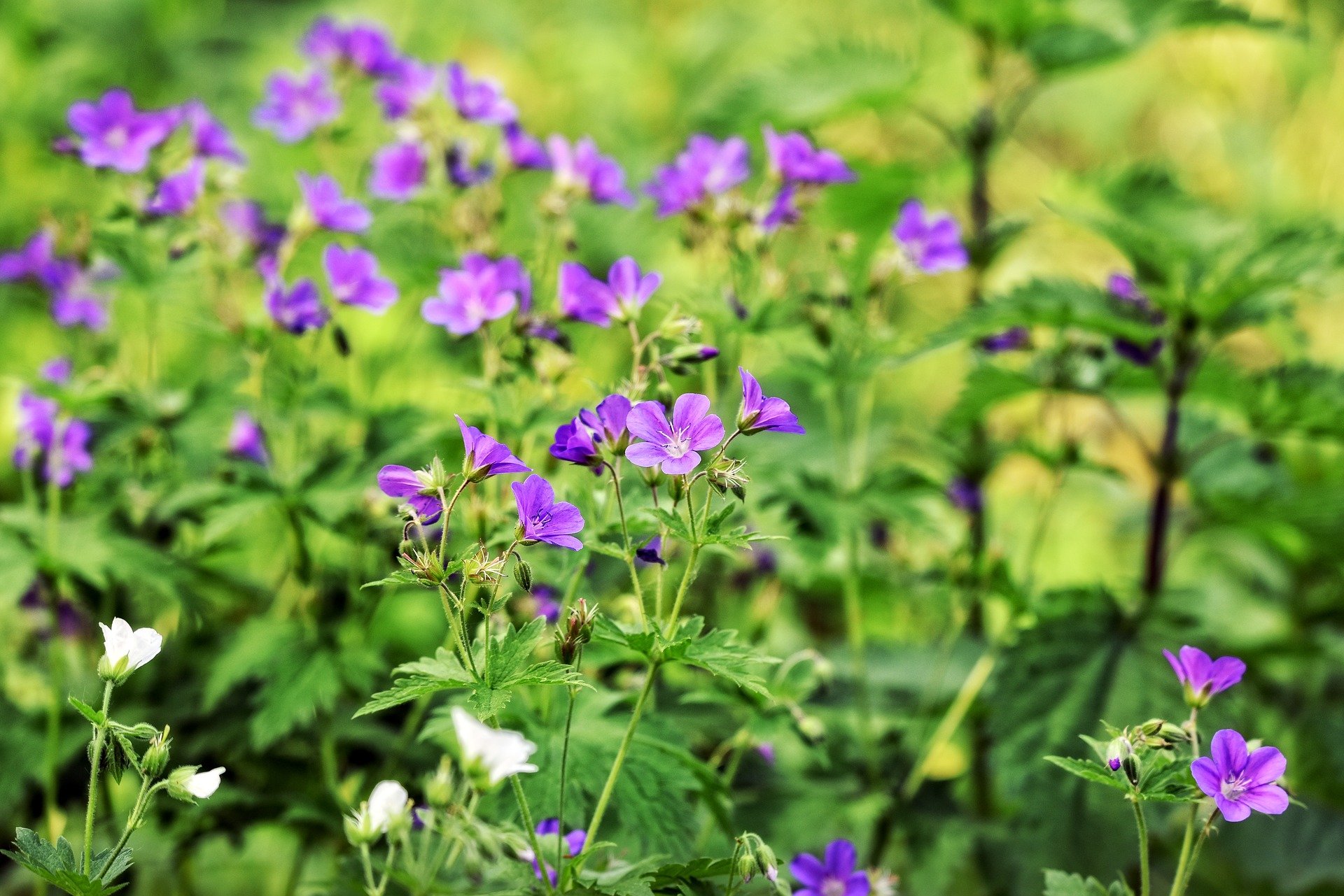 The 5 Best Fertilizers for Geranium (That WORK) — 2020