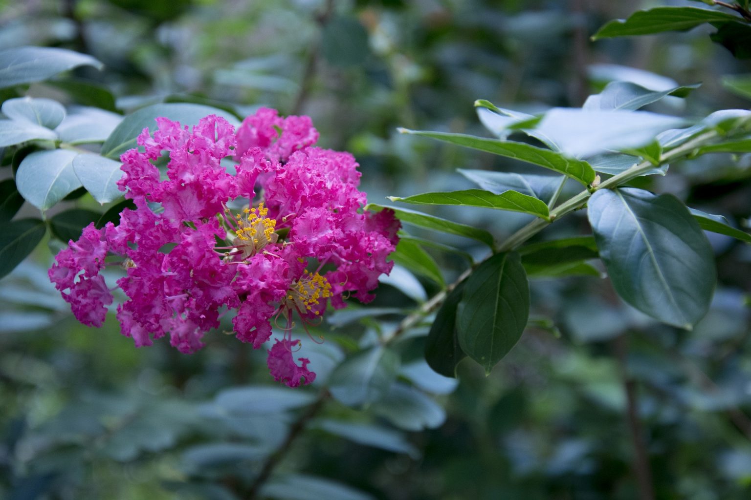 The 5 Best Fertilizers for Crepe Myrtle (That WORK) — 2020