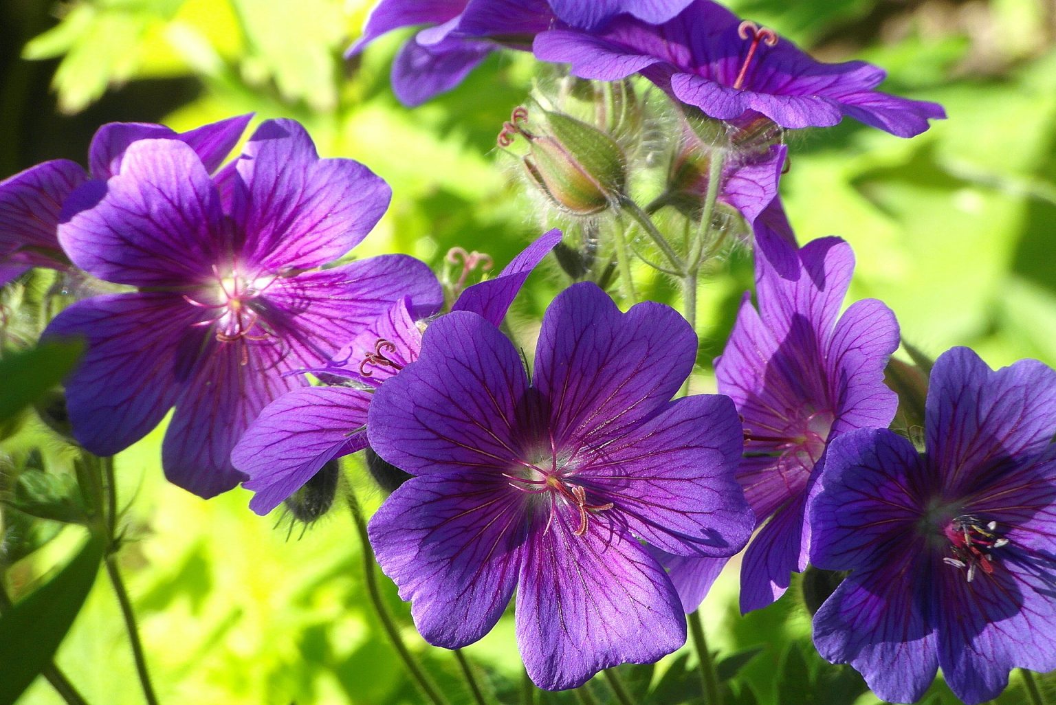 The 5 Best Fertilizers for Geranium (That WORK) — 2020