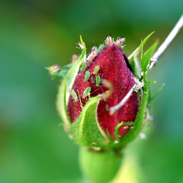 Aphids on a bud that is about to bloom.