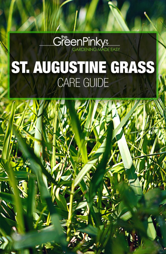 St Augustine Lawn? — Care Guide With Tips (that Work)