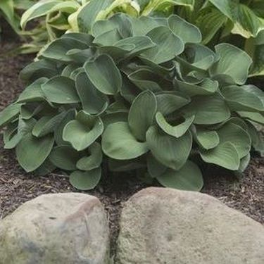 Blue mouse ears have a characteristic color and a miniature size.