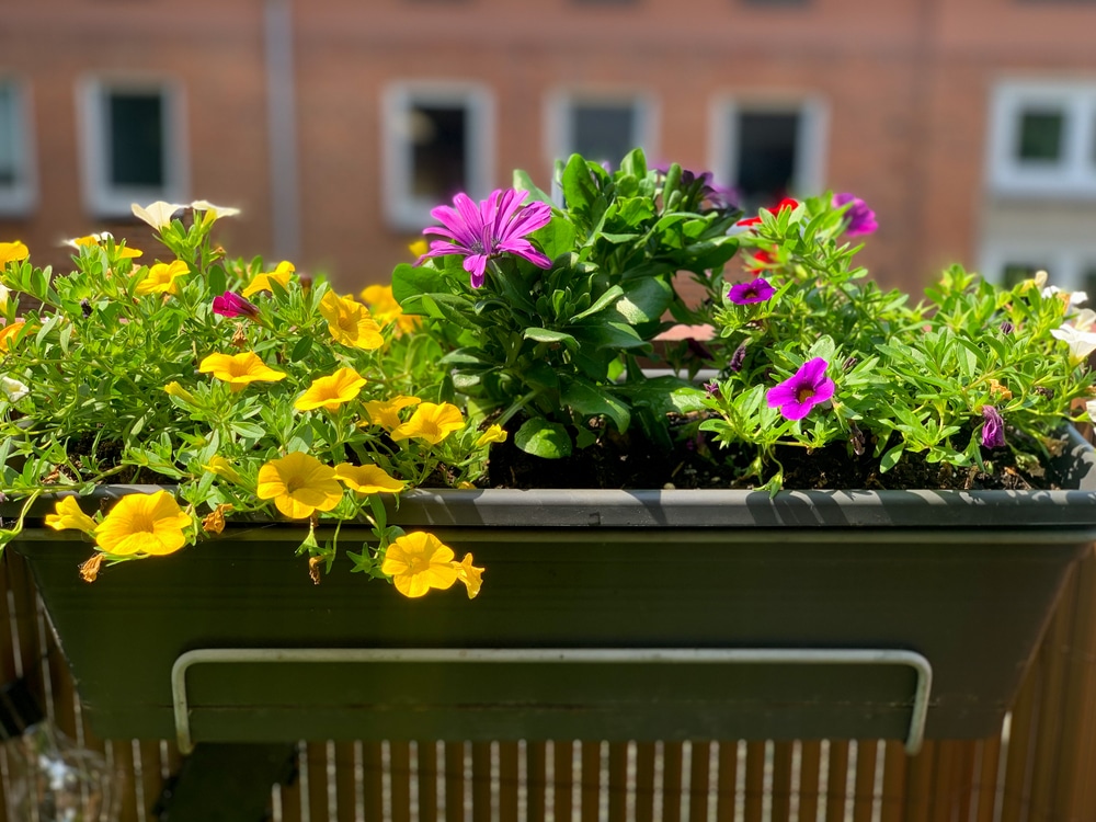 Healthy plants growing with appropriate sun