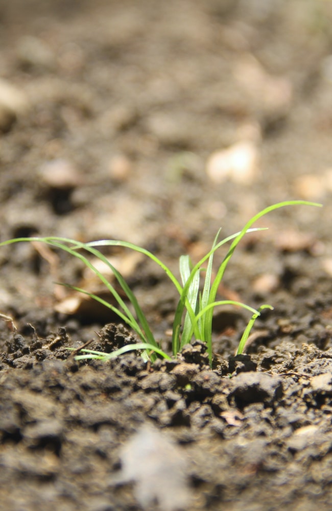 What do carrot sprouts look like