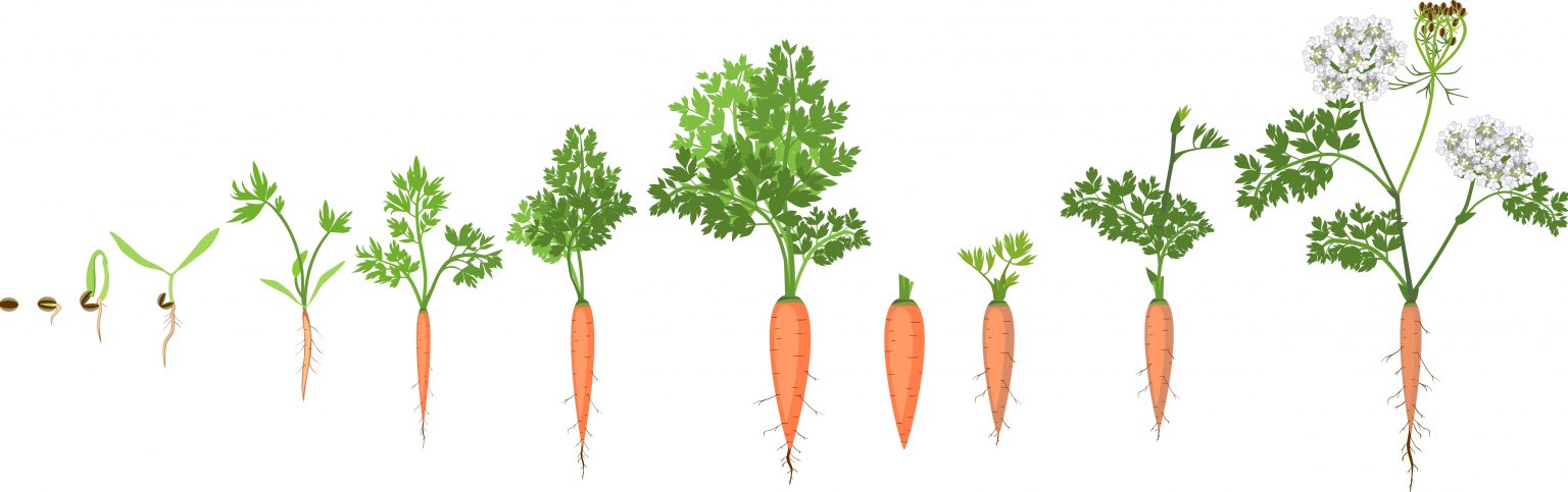 what-are-the-carrot-growing-stages-how-long-do-carrots-take-to-grow