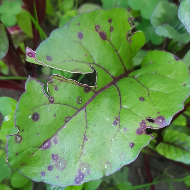 Cercospora leaf spot on a beet leaf with the typical circular lesion pattern.