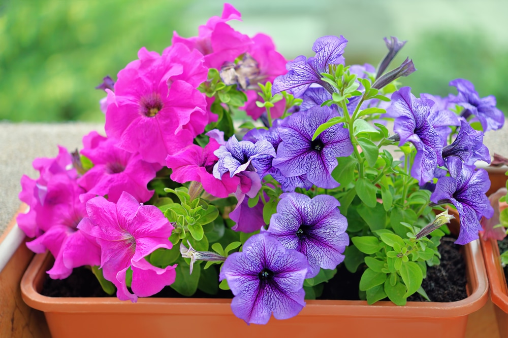 Blooms can be colorful when raised correctly.