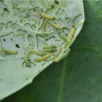 Dealing with Cutworms? How to Control Them (The Right Methods)