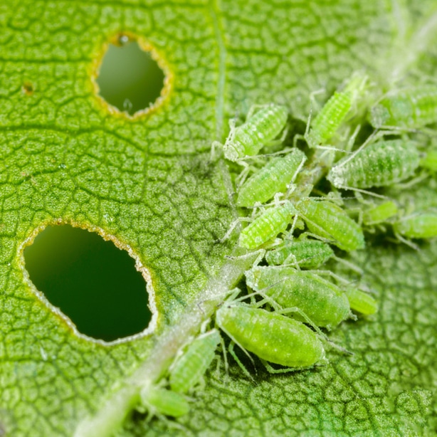 Dealing with Aphids? — Get Rid of Them with Tips (that Work)