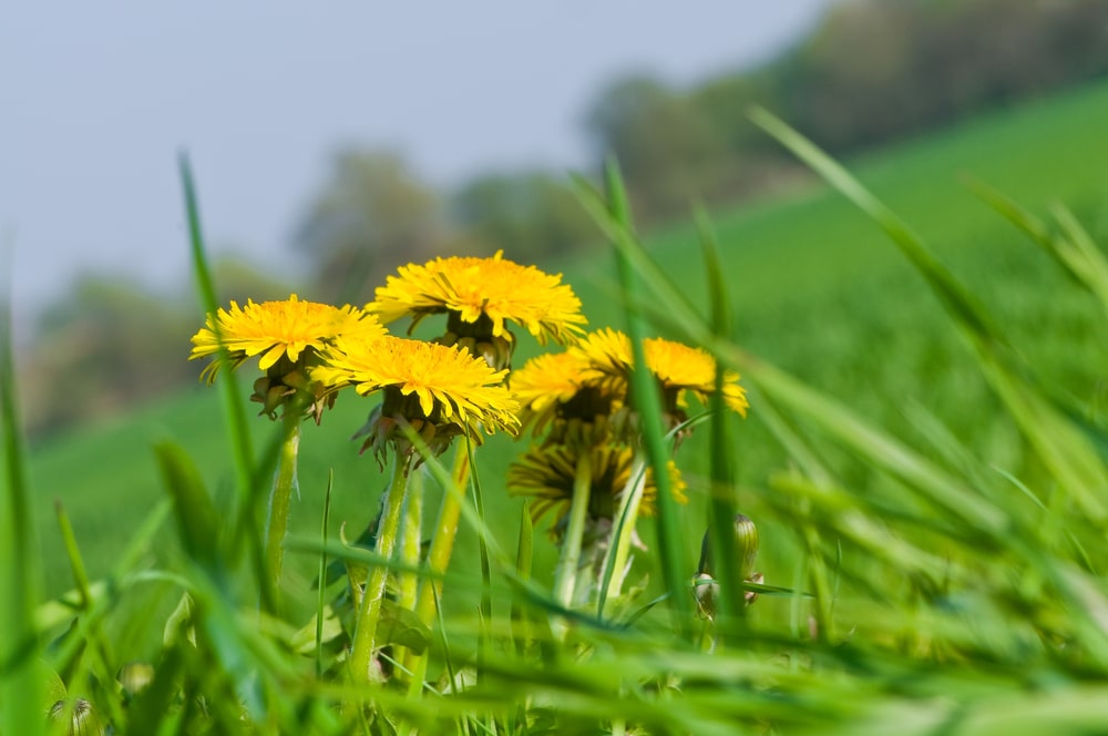 Yellow dandelions in a field of grass