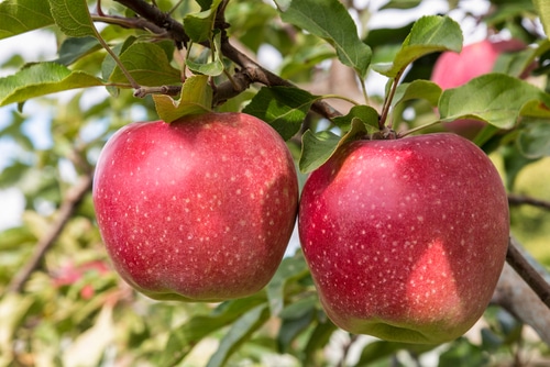 The ein shemer apple tree can live in arid and dry conditions