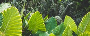 Elephant ear leaves are luscious when grown properly