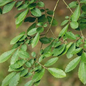 Chinese Elm Tree — What Do You Need To Know? Complete Guide