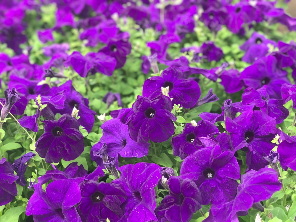 Petunias in a field are as easy to raise as just a few.