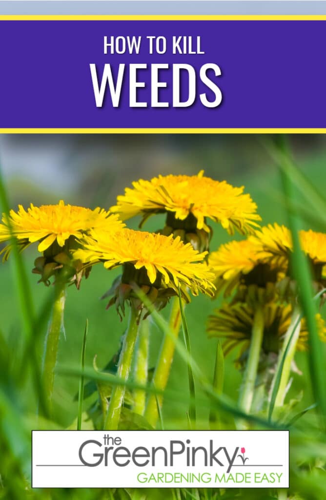 An overview picture of how to kill weed. In the picture itself are 4 bright yellow dandelion flowers