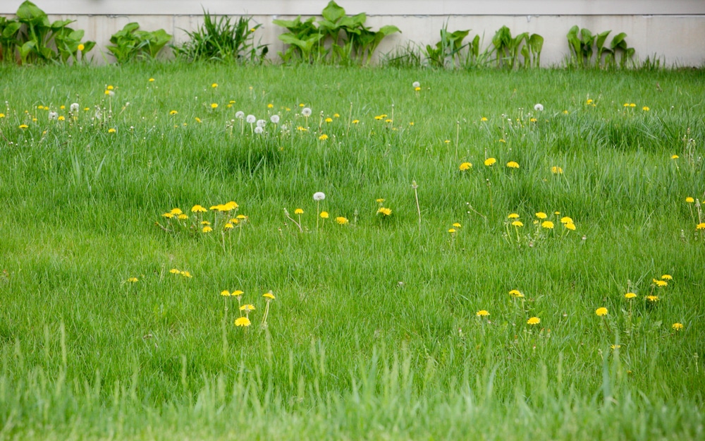 A lawn filled with dandelions