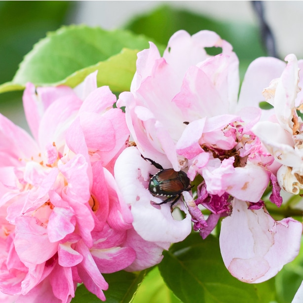 A japanese beetle sitting on a rose. They can easily infest it completely and destroy plants.