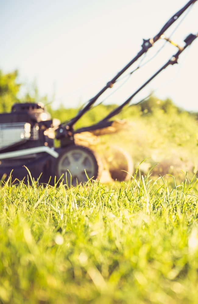 Time the application of lawn sand after mowing