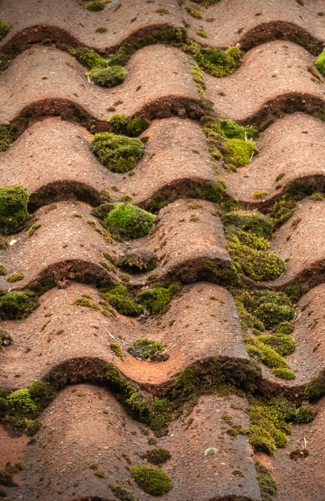 Moss on roof causes poor aesthetics and decreases home value