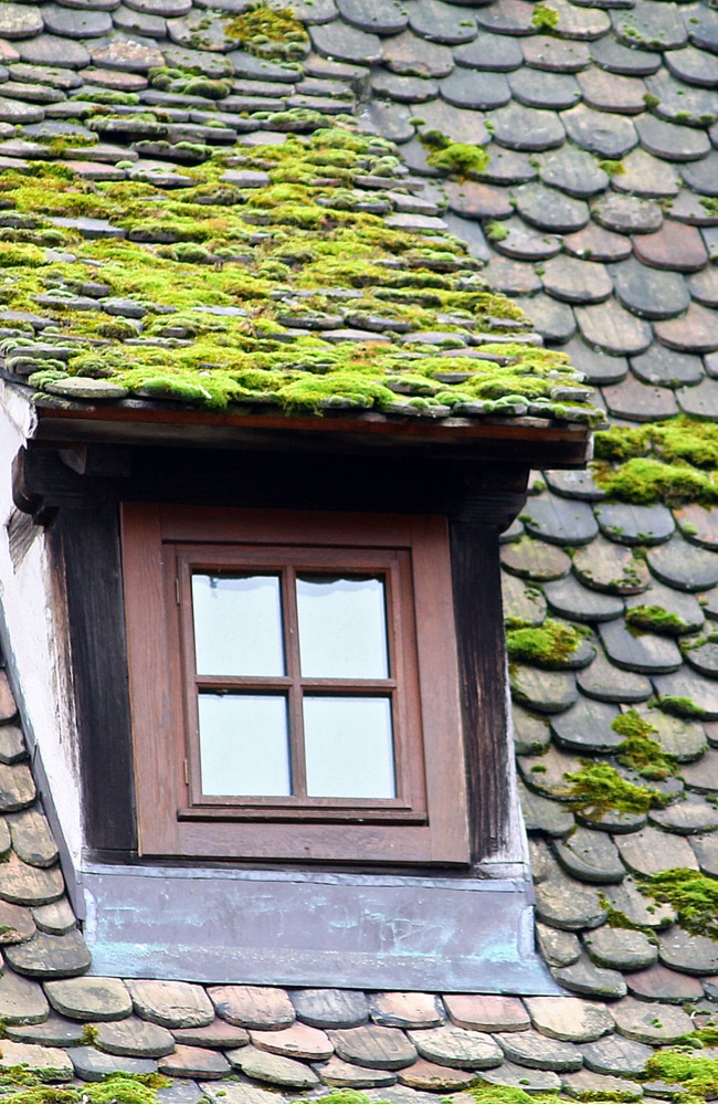 Moss growing on a roof that needs to be removed