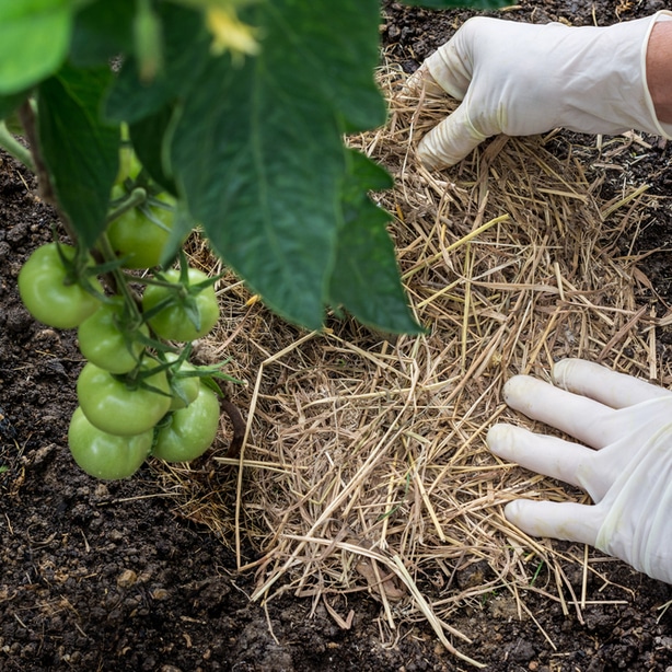 Mulching around the base of plants can prevent diseases that cause black leaves