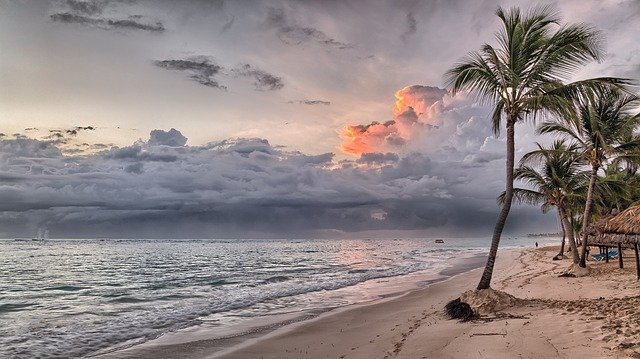 Healthy palm tree with proper maintenance and care