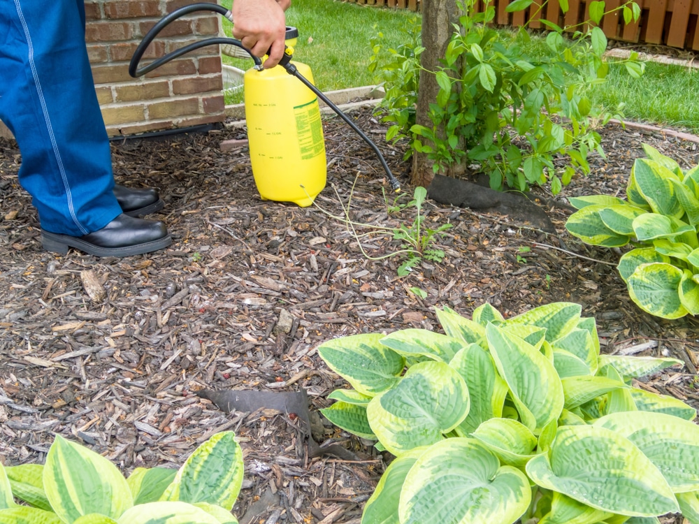 A man with a yellow container spraying post-emergent weed killers on weeds.