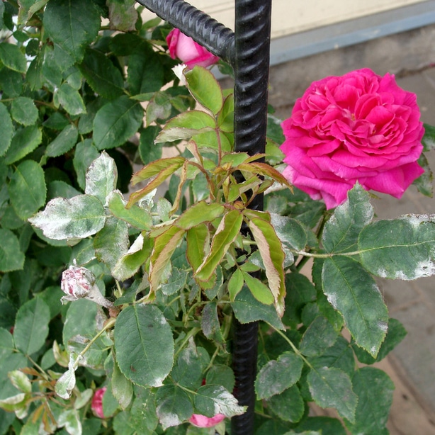 Powdery mildew appears as white substance on petals and leaves.