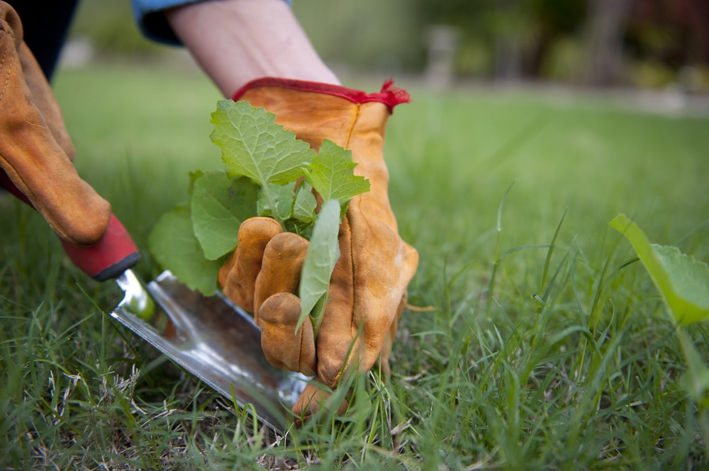 A man grabbing out weeds with gloves on