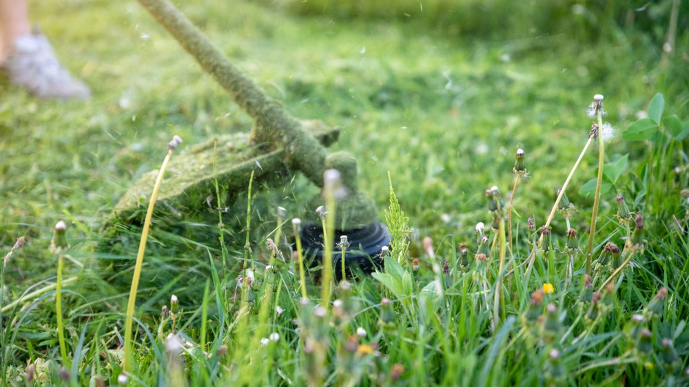 Weed whackers or weed eaters can spread dandelion seeds and also destroy grass. Pictured here is someone using a wheed wacker hitting a bunch of dandelions