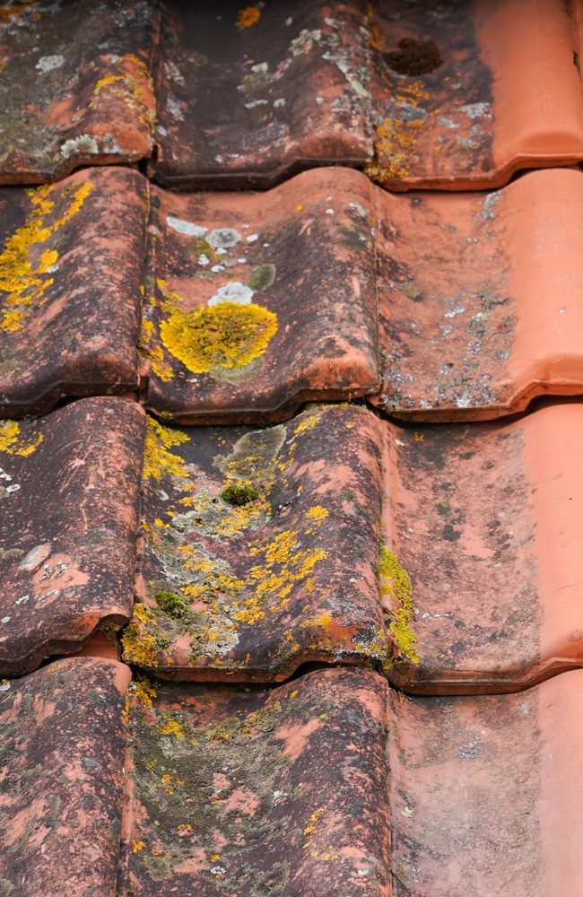 Stains caused by algae on a red shingle roof