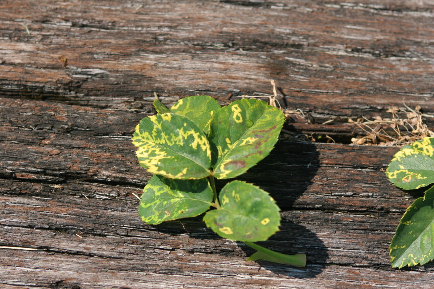 Mosaic virus is a virus that can create jagged patterns on leaves that there is no cure for.