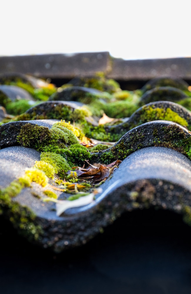 Shingles with moss that needs to be properly maintained