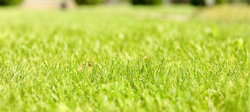 A beautiful green lawn