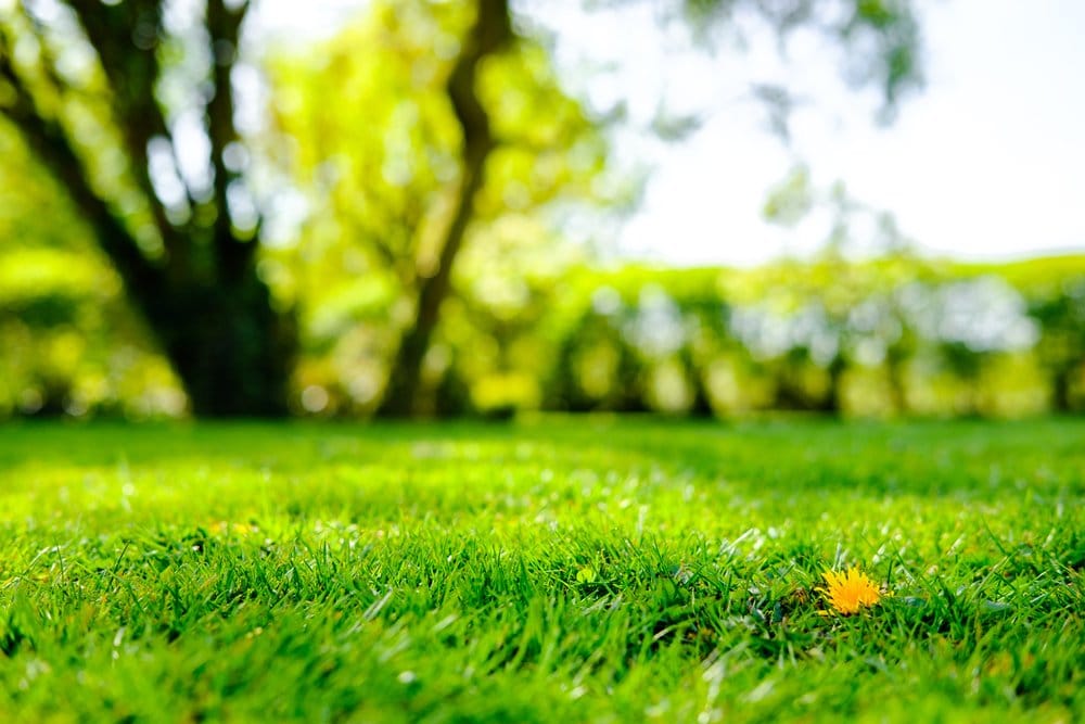 A beautiful green lawn in the foreground with the sky and a tree blurred out in the background.