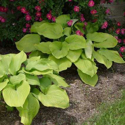 Sum and substance is a popular large species of hostas