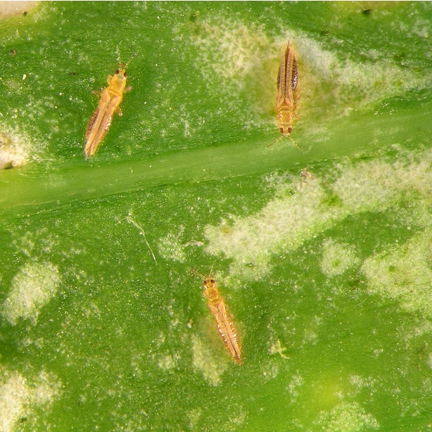 Thrips are winged insects that can take sap and nutrients from foliage.