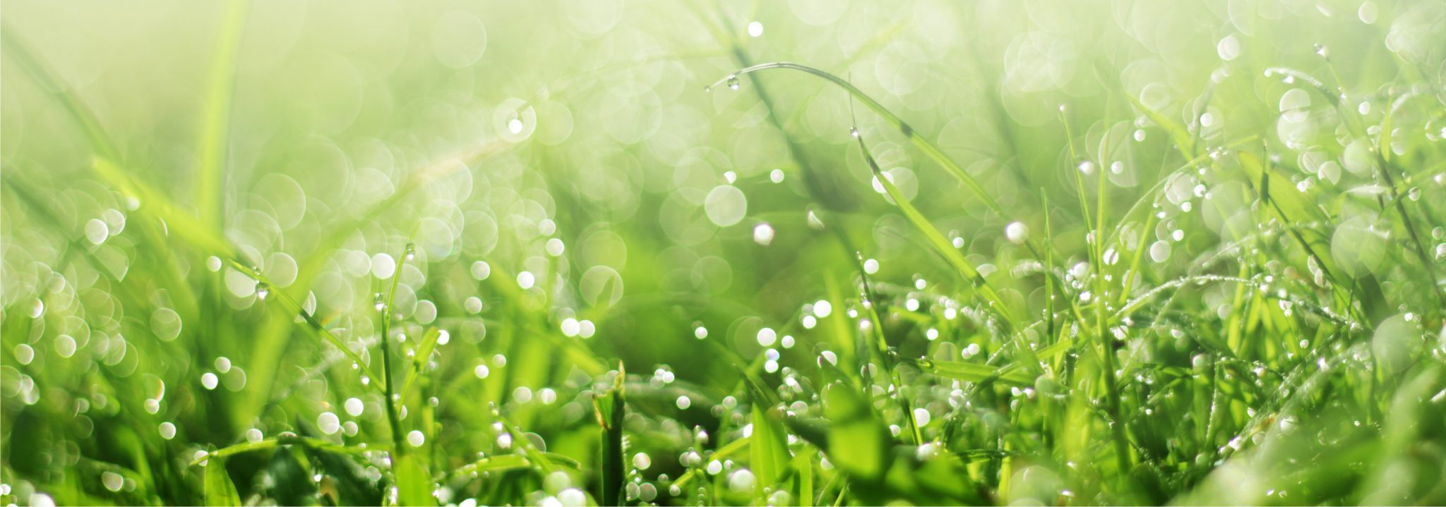 How to Water Your Lawn? — Learn Details of When and How